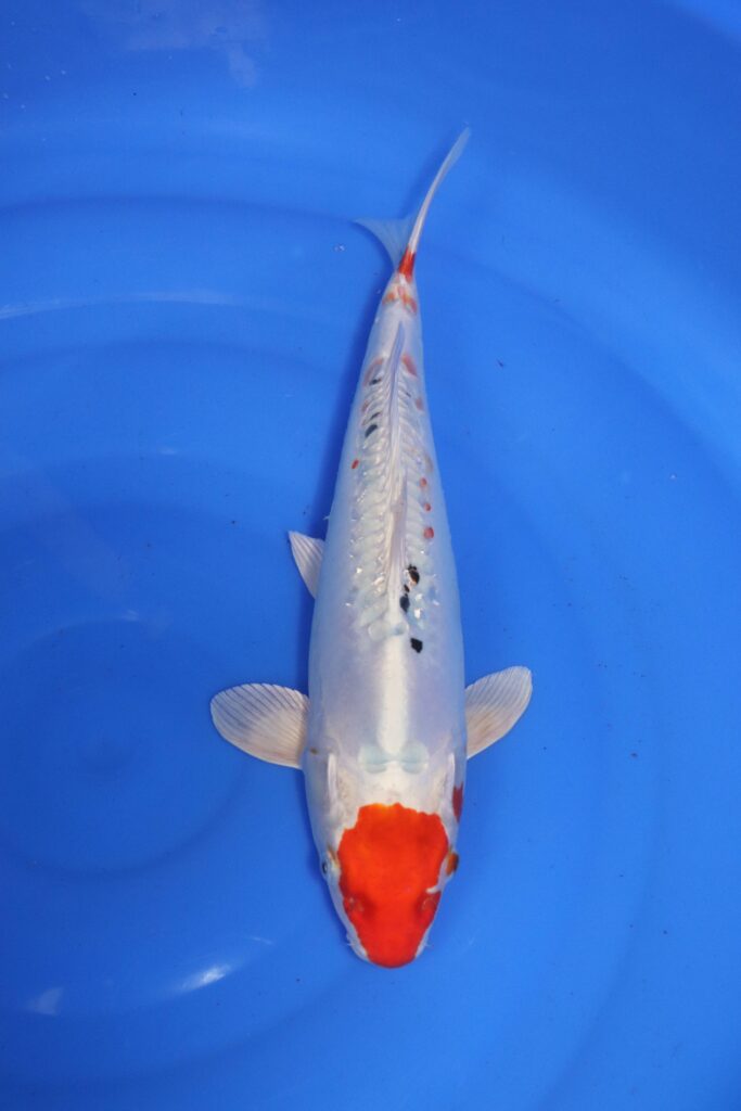 carpe koi japonaise yamato nishiki