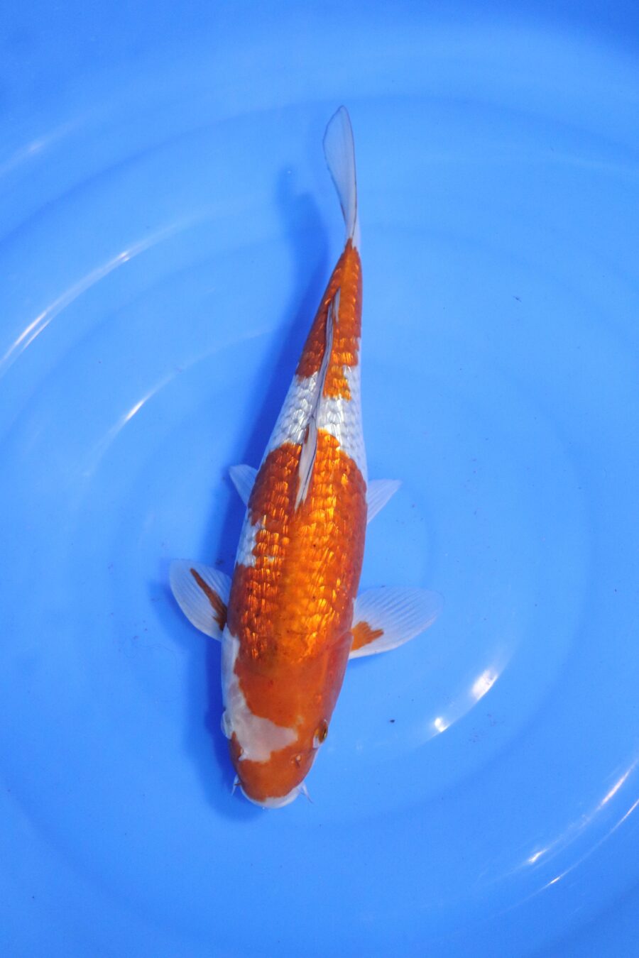 carpe koi japonaise ochiba ginrin