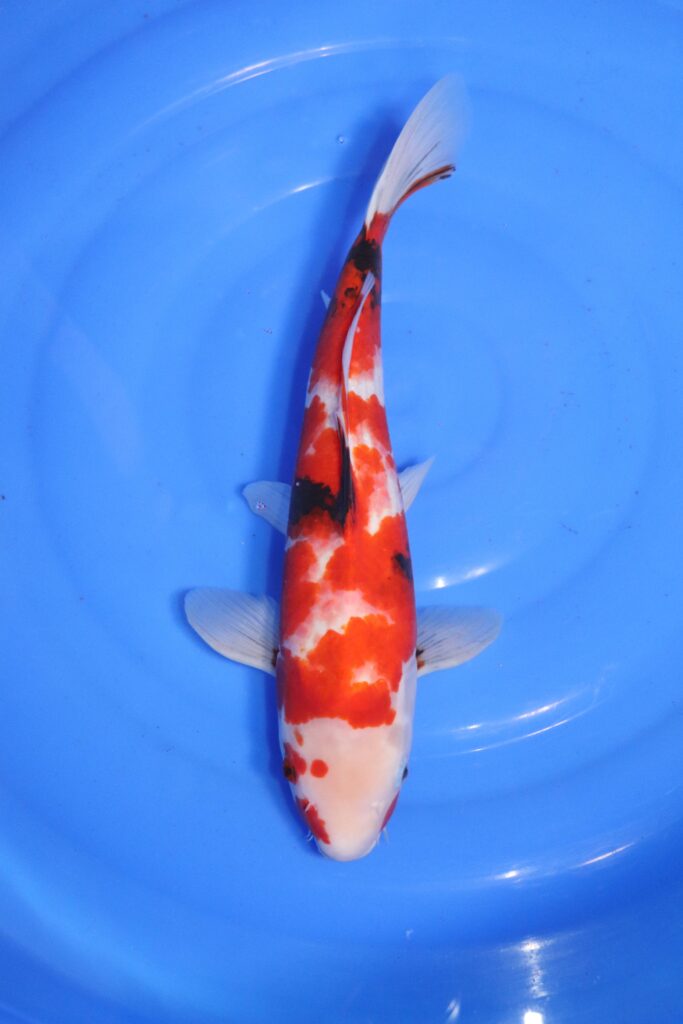 carpe koi japonaise Sanke