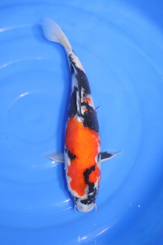 carpe koi japonaise showa