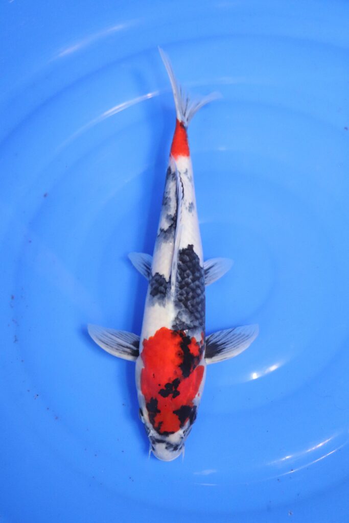 carpe koi japonaise showa