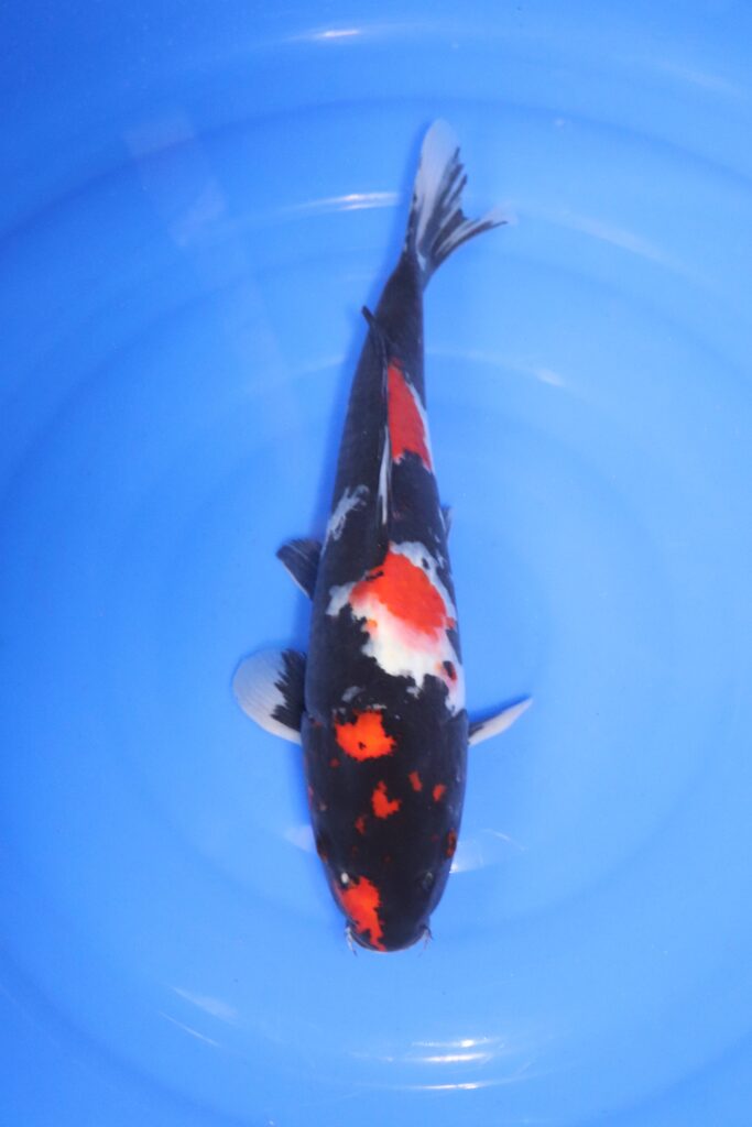 carpe koi japonaise showa