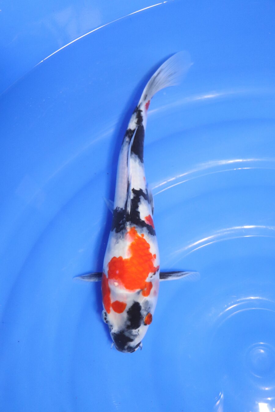 carpe koi japonaise showa