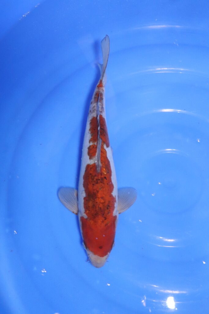 carpe koi japonaise ochiba