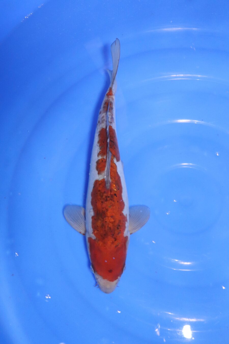 carpe koi japonaise ochiba