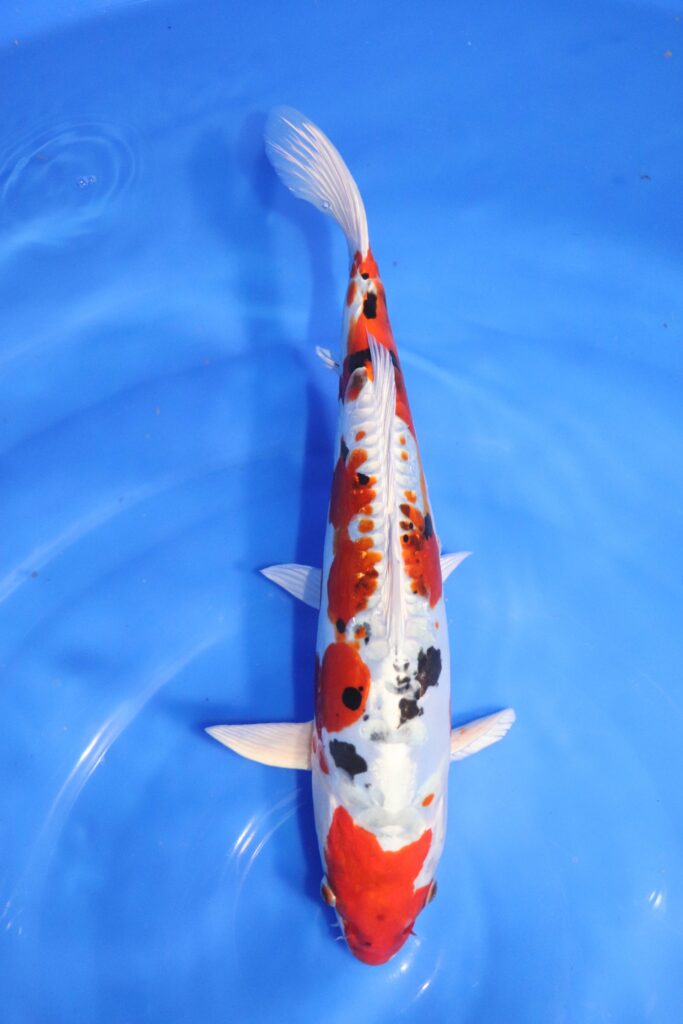 carpe koi japonaise yamato nishiki