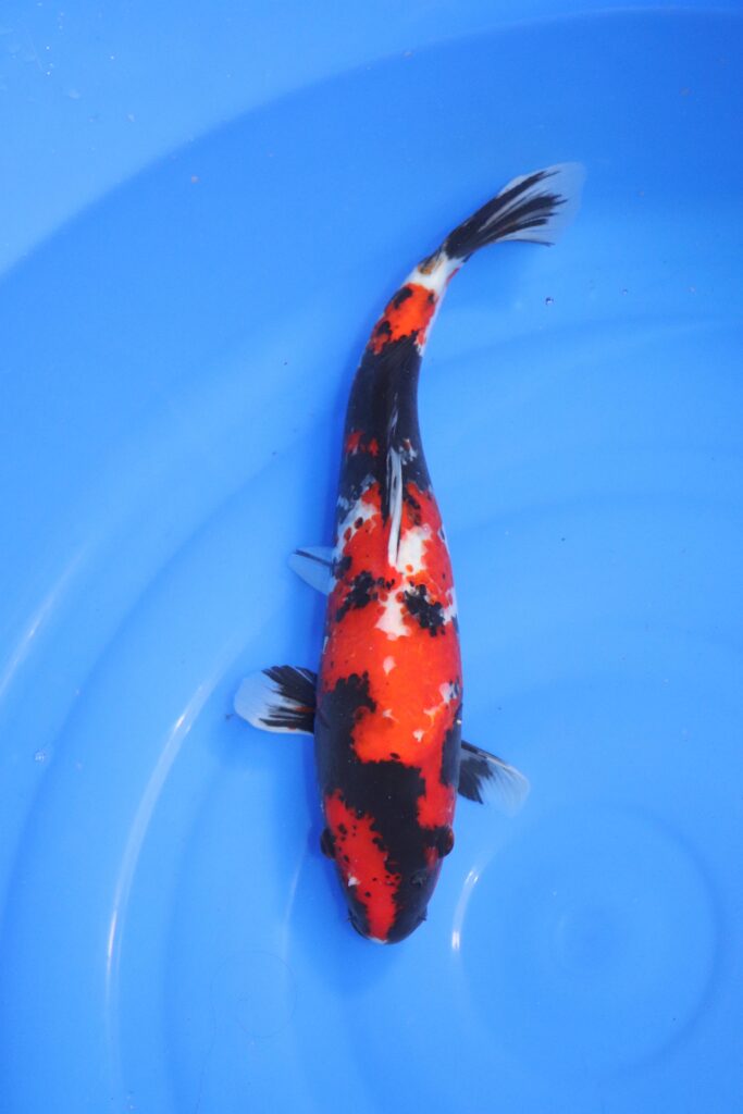 carpe koi japonaise showa