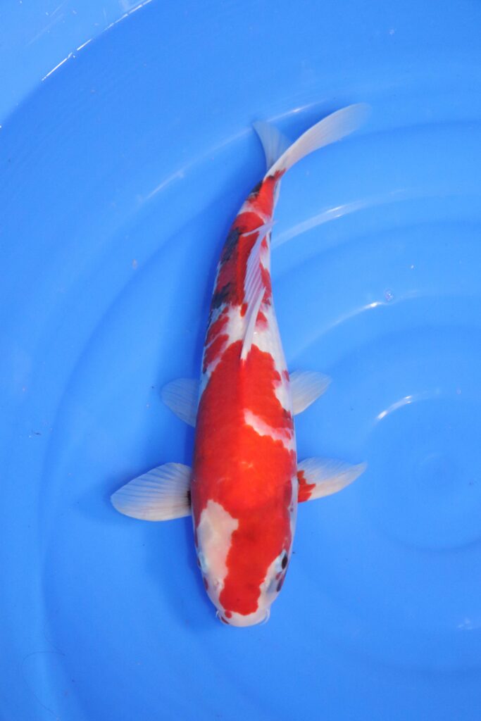 carpe koi Japonaise showa
