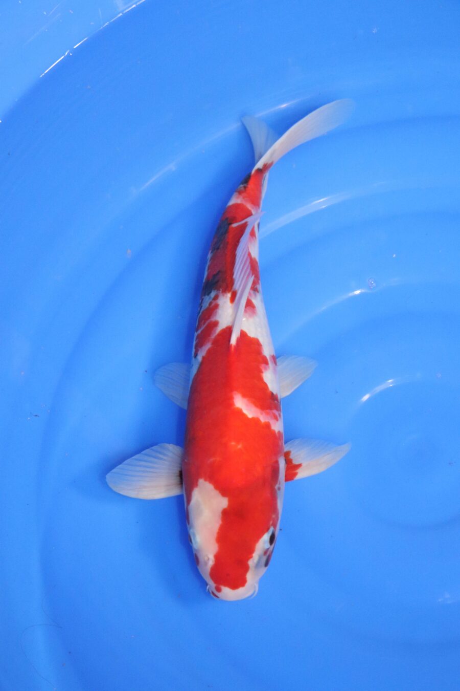 carpe koi Japonaise showa