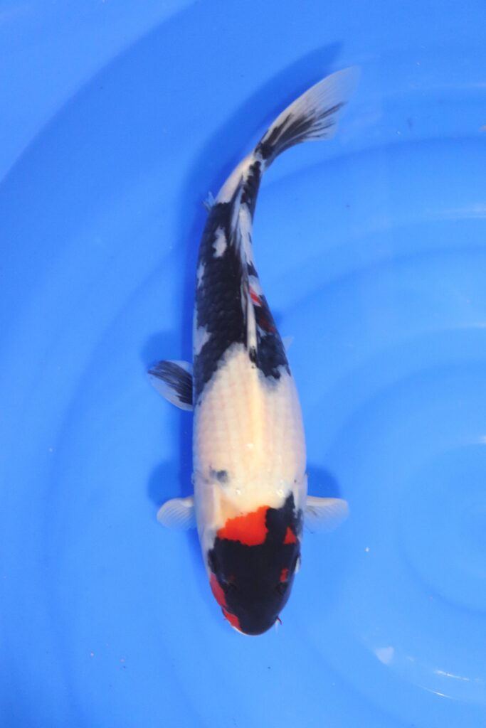 carpe koi japonaise showa