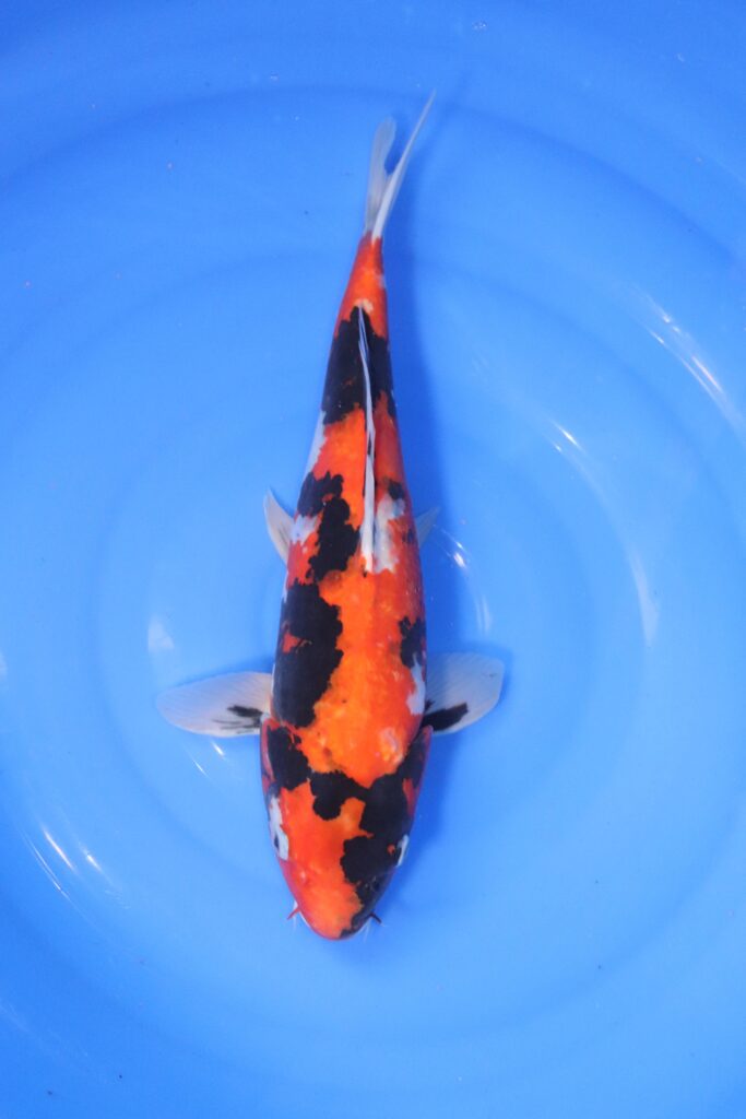 carpe koi japonaise showa