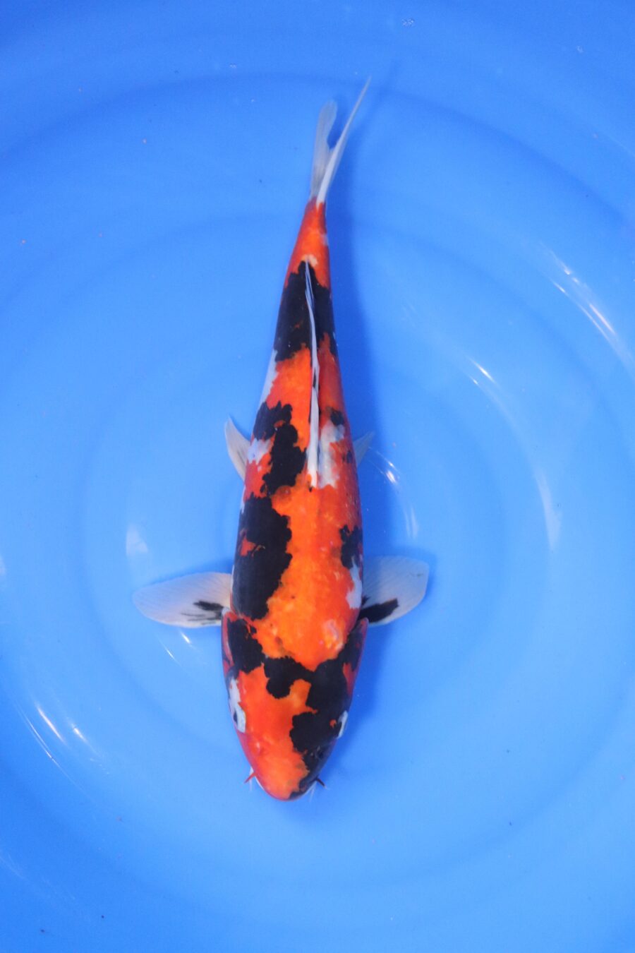 carpe koi japonaise showa