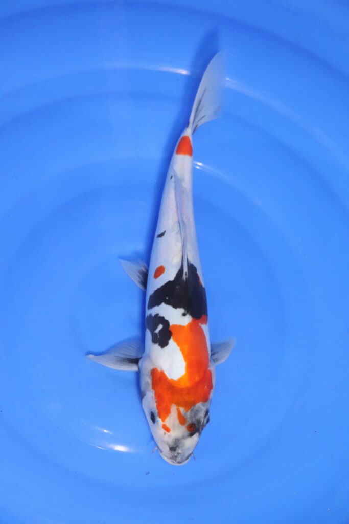 carpe koi japonaise showa doitsu