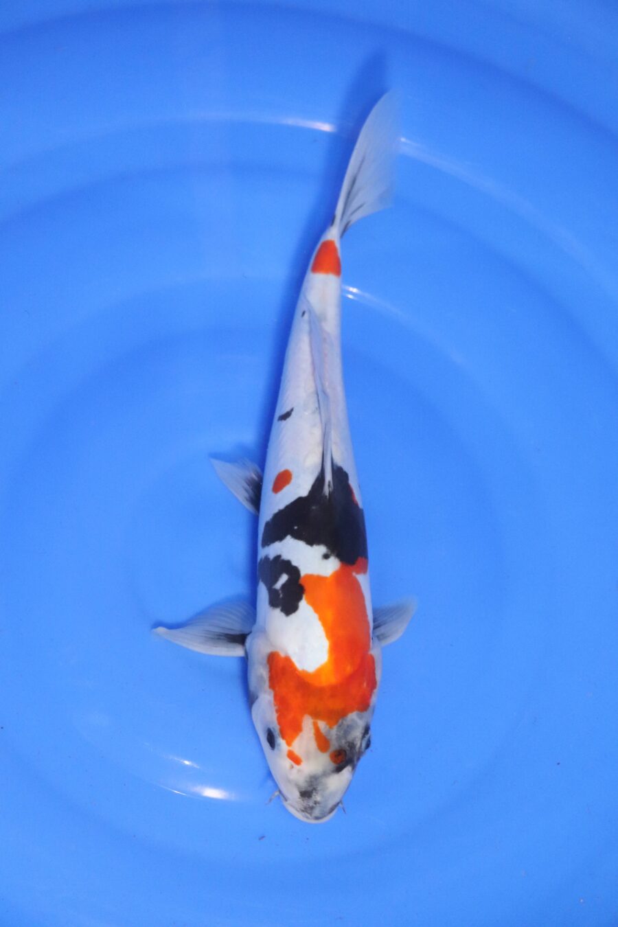carpe koi japonaise showa doitsu