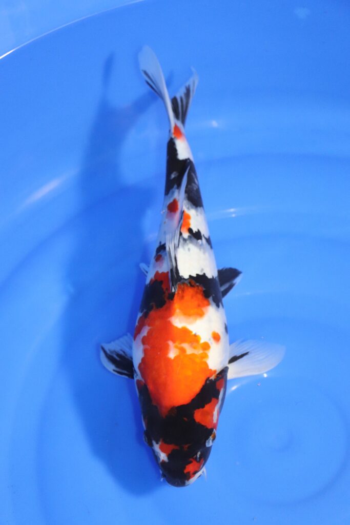 carpe koi japonaise showa