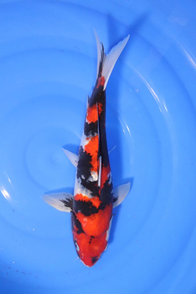 carpe koi japonaise showa