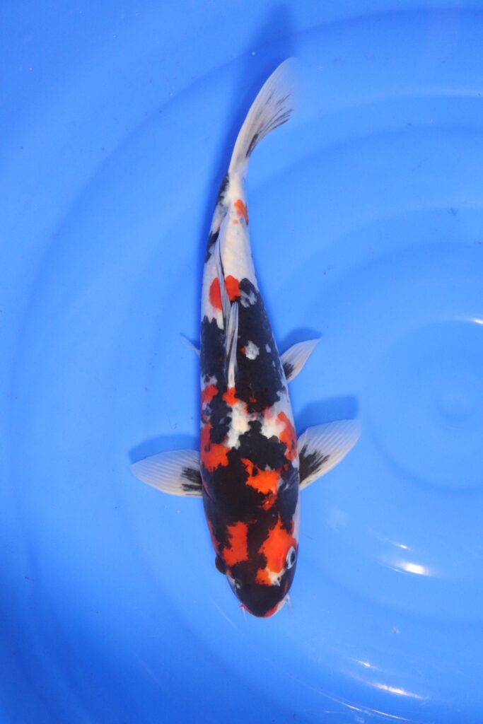 carpe koi japonaise showa