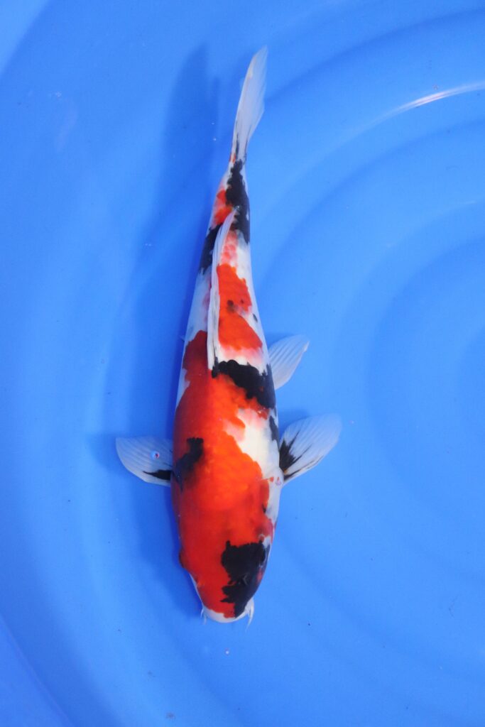 carpe koi japonaise showa