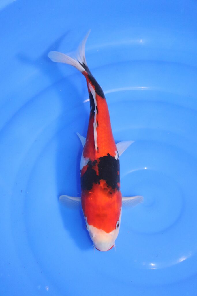 carpe koi japonaise showa