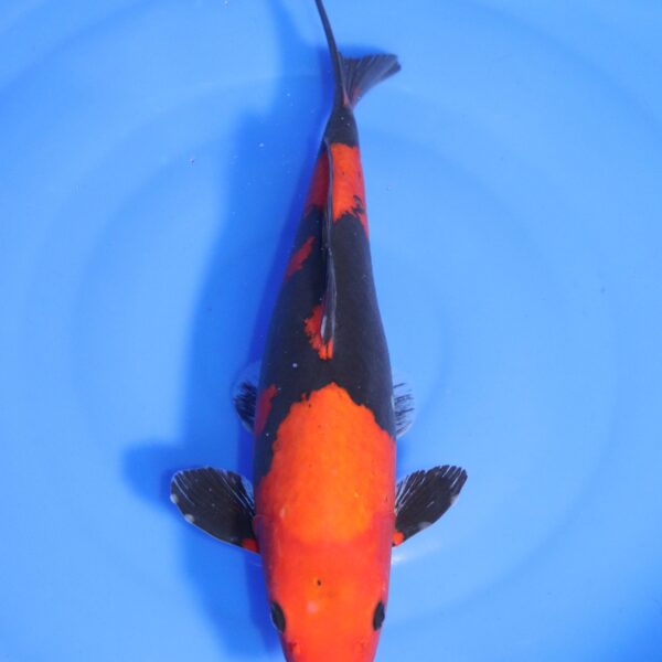 carpe koi japonaise kuro goshiki
