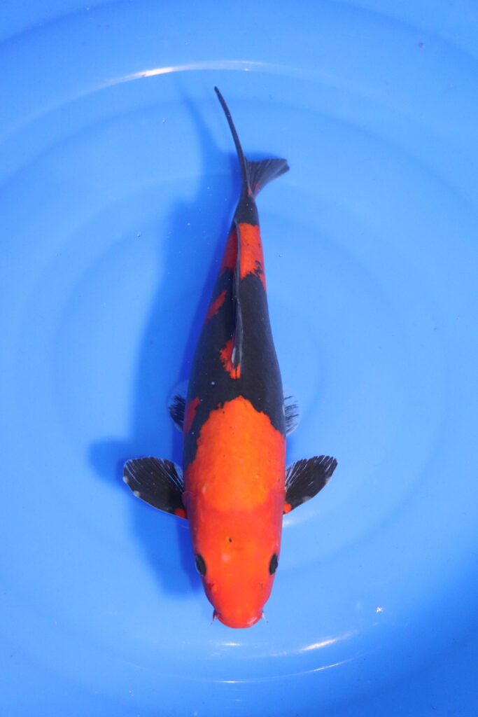 carpe koi japonaise kuro goshiki