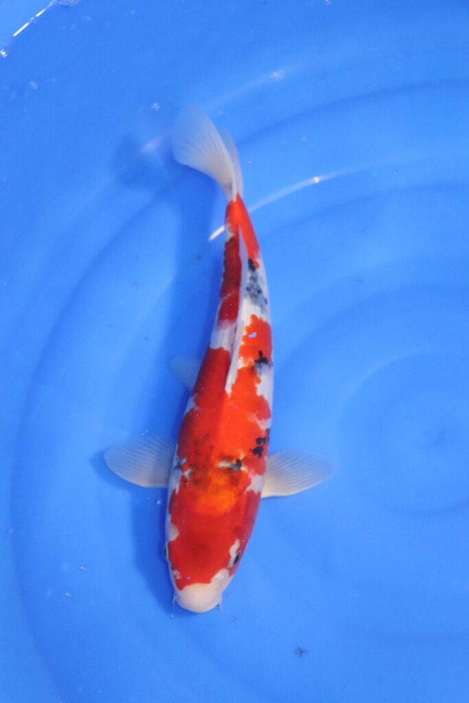 carpe koi japonaise showa