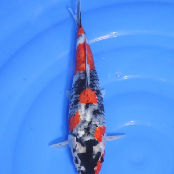 carpe koi japonaise Showa