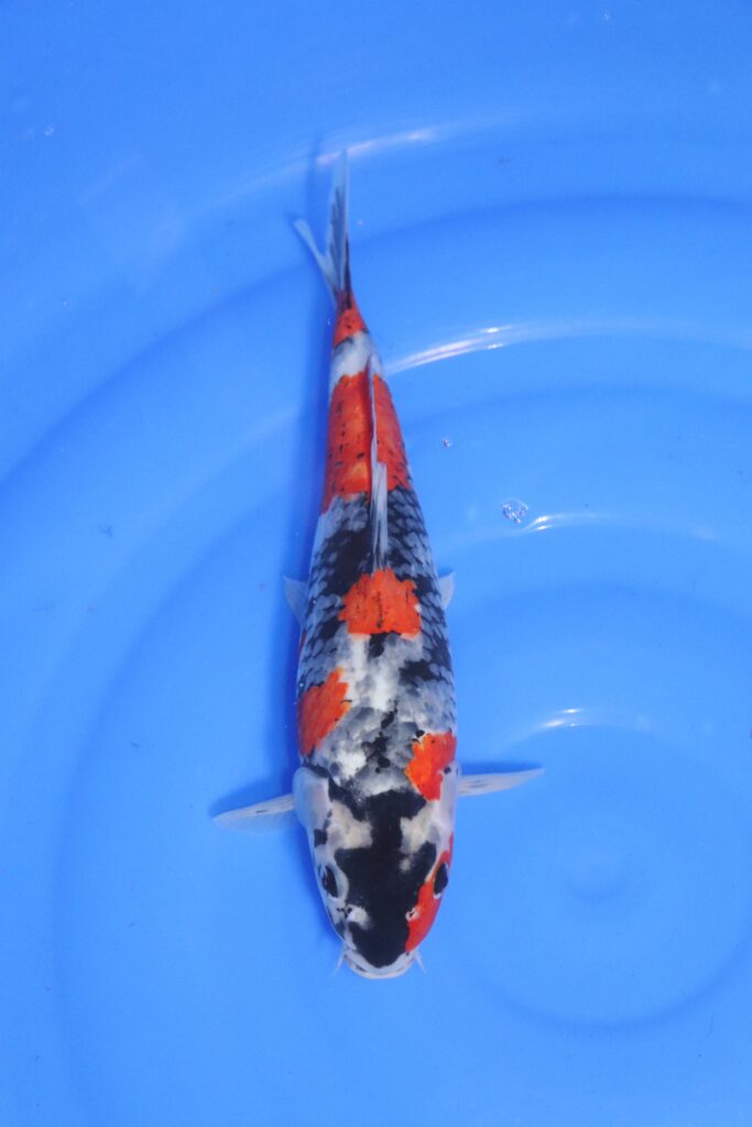 carpe koi japonaise Showa