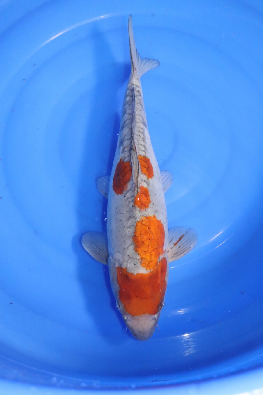 carpe koi japonaise ochiba Doitsu