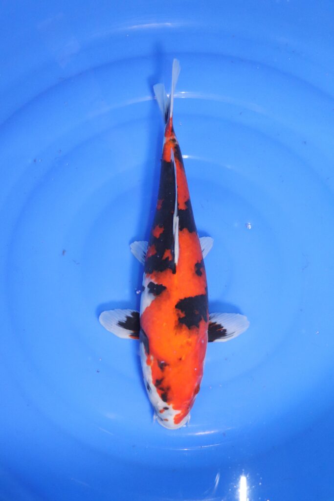 carpe koi japonaise Showa