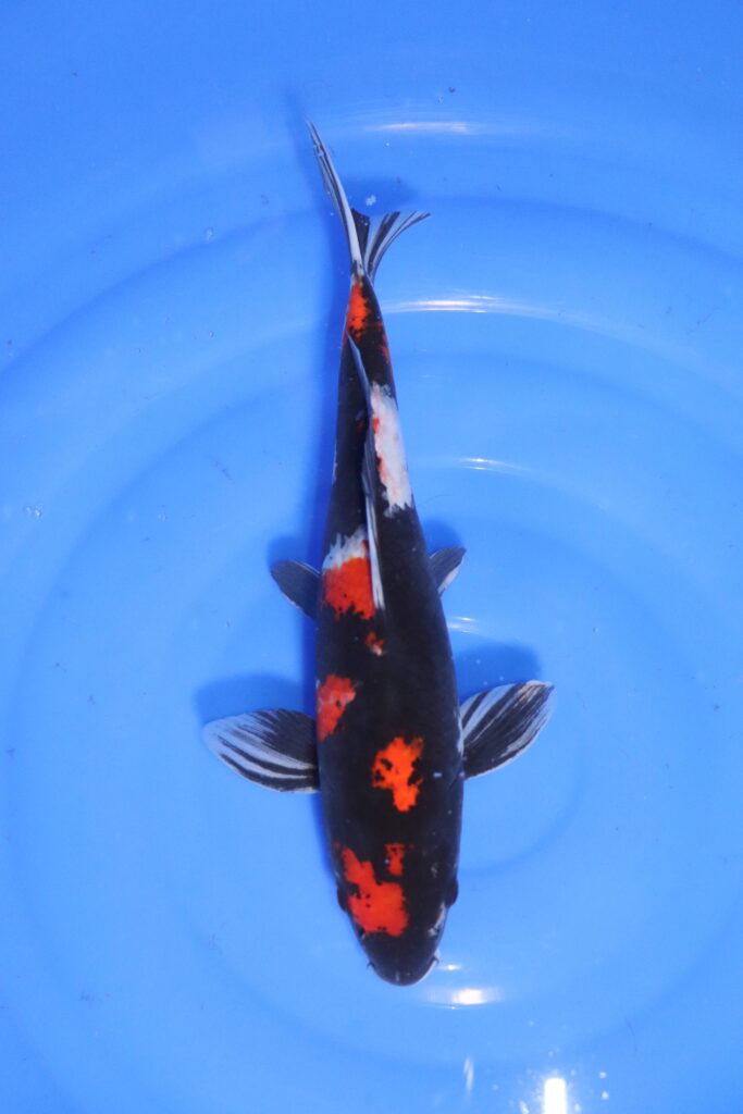 carpe koi japonaise Showa