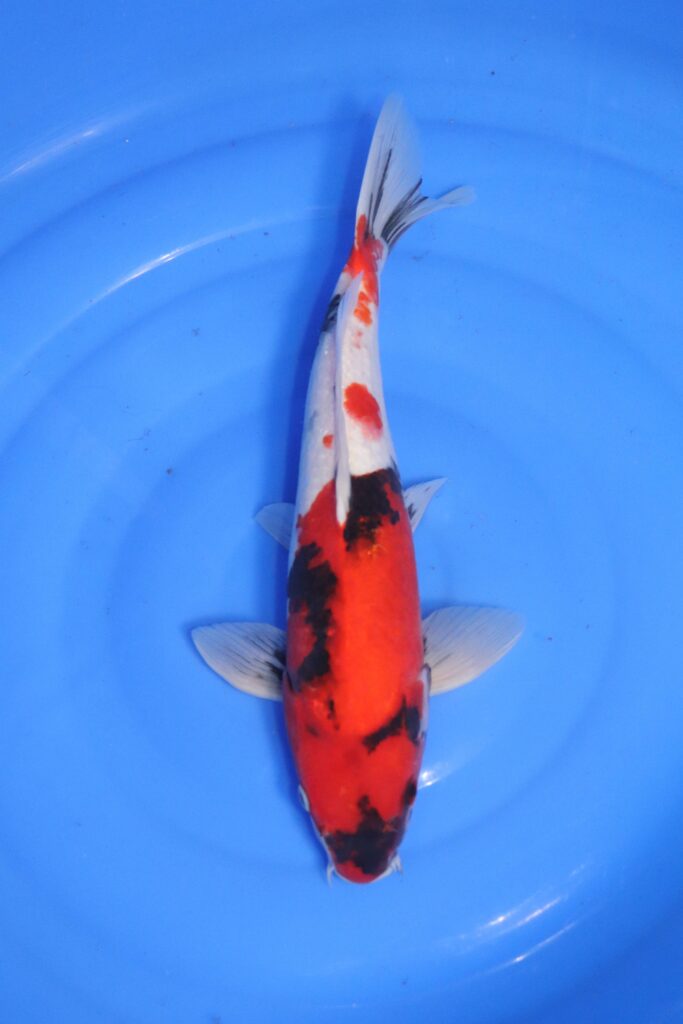 carpe koi japonaise Showa