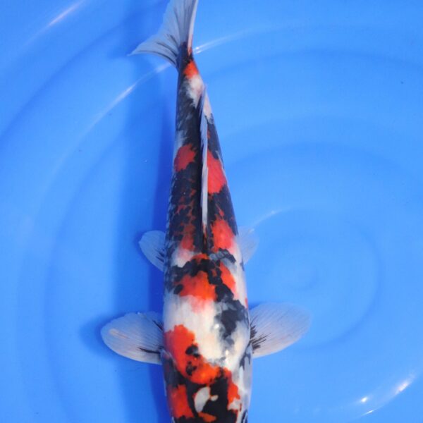 carpe koi japonaise Showa