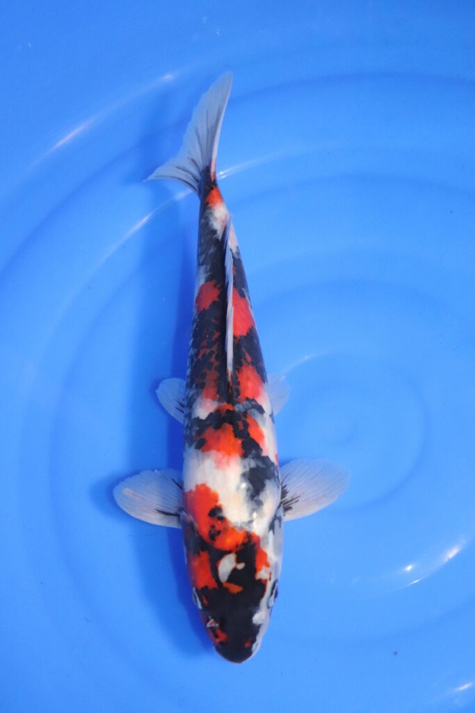 carpe koi japonaise Showa