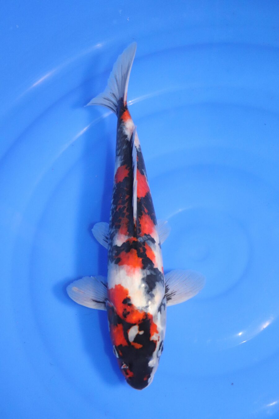 carpe koi japonaise Showa