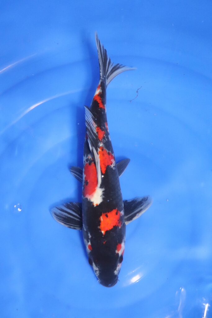 carpe koi japonaise showa