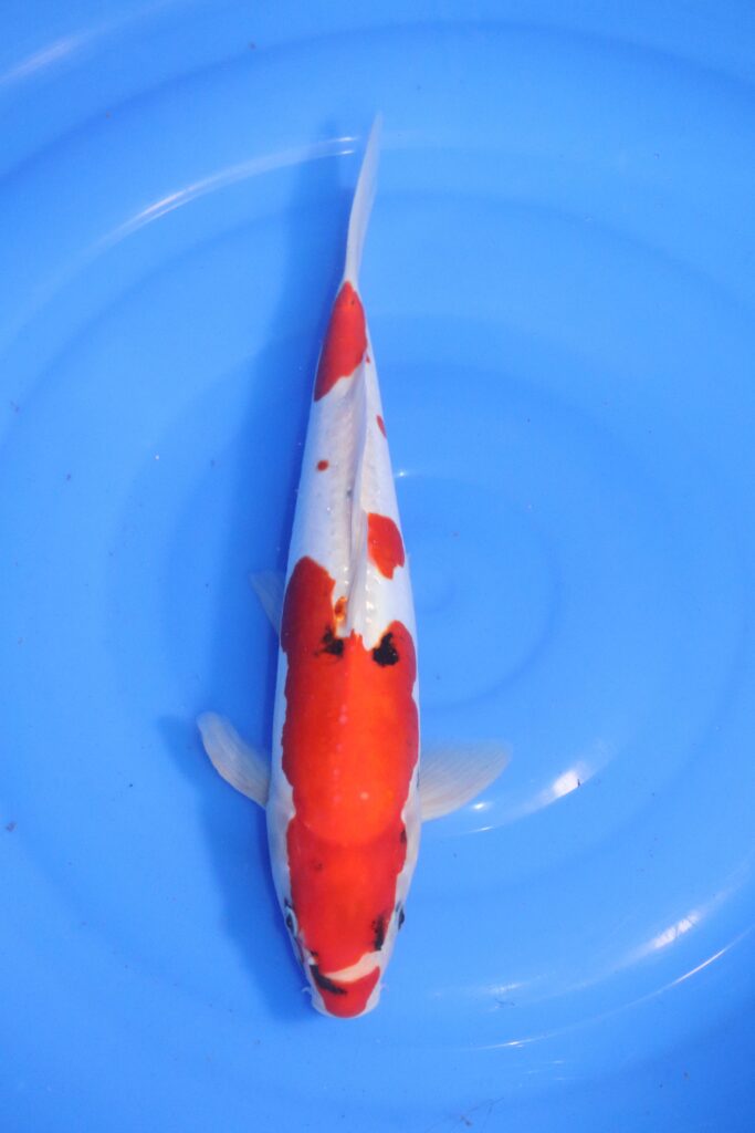 Carpe koi japonaise Showa Doitsu