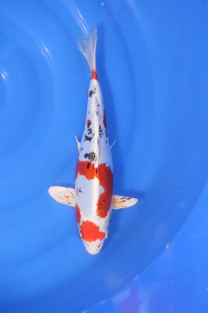 Carpe koi japonaise Yamato Nishiki