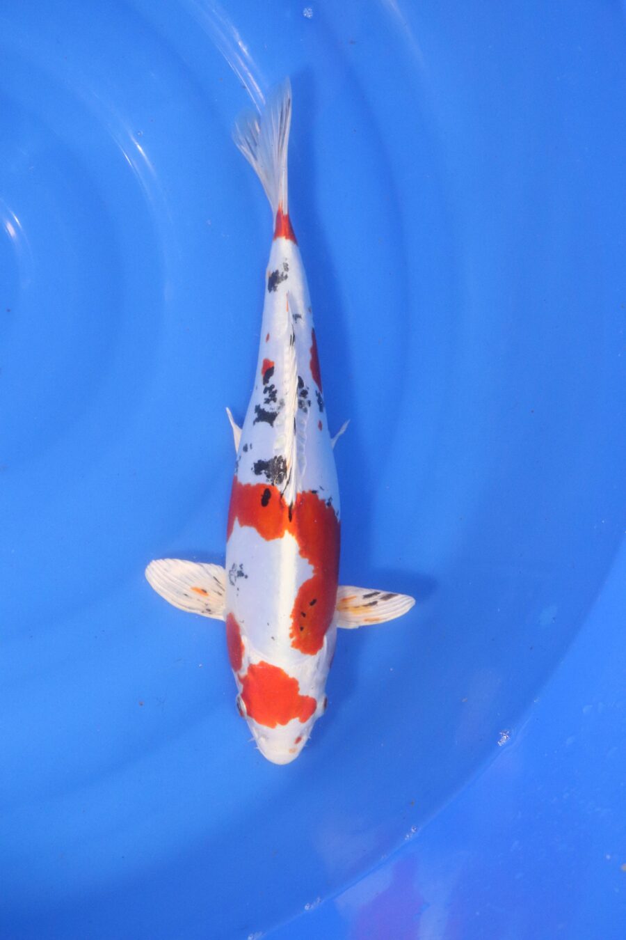 Carpe koi japonaise Yamato Nishiki