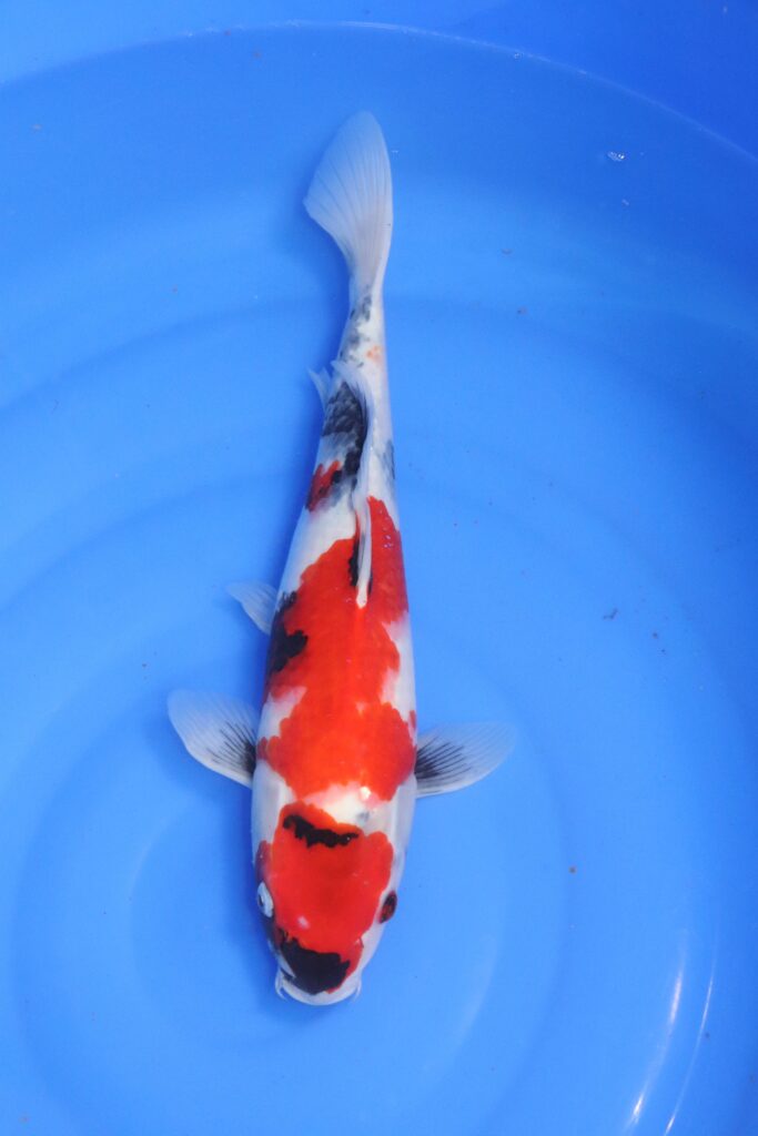 carpe koi japonaise showa