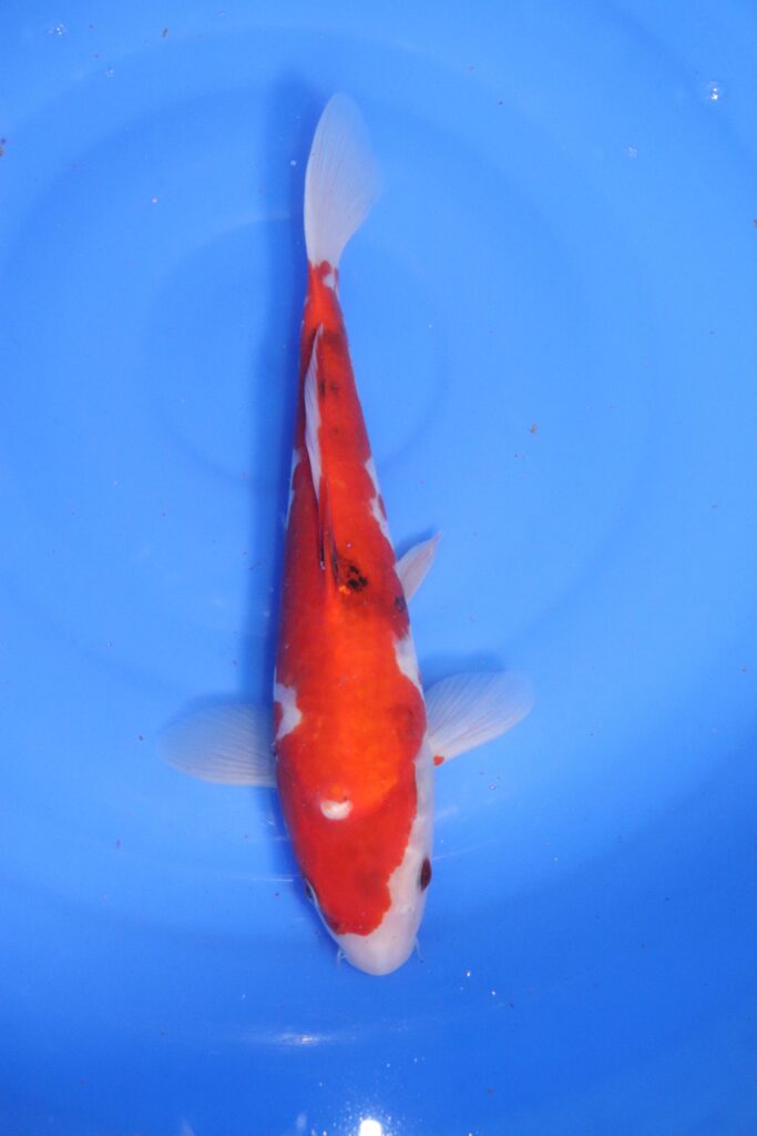 Carpe koi japonaise Sanke