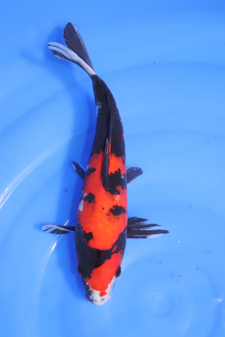 carpe koi japonaise showa