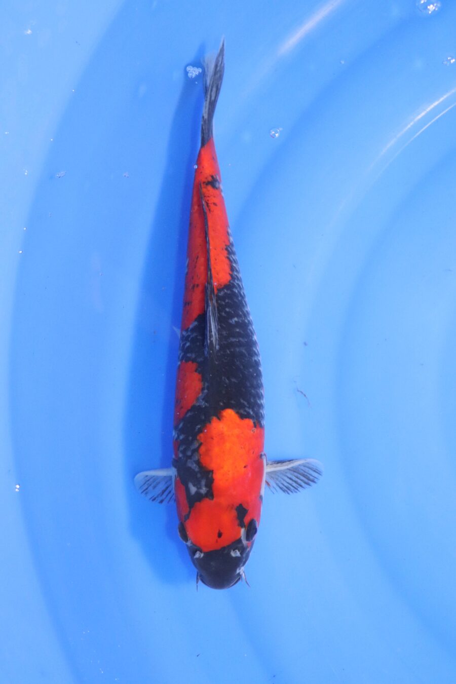 carpe koi japonaise goshiki