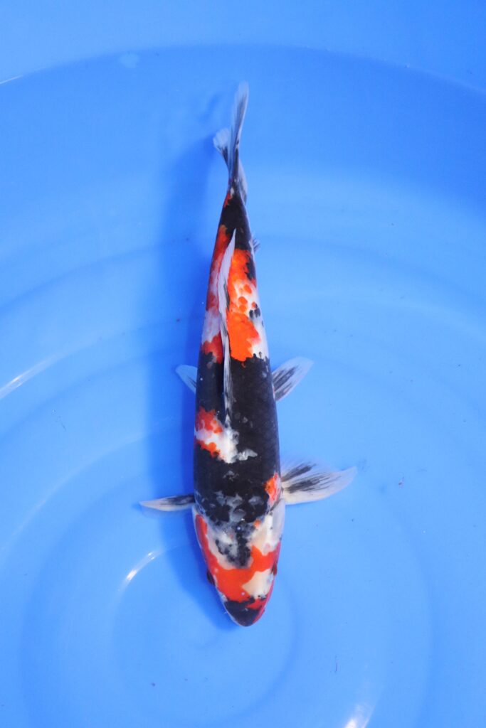 carpe koi japonaise showa