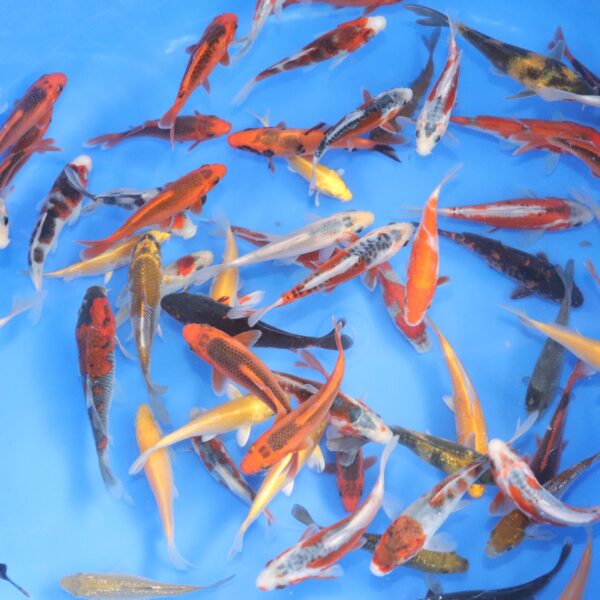 tosai mix 10-12cm