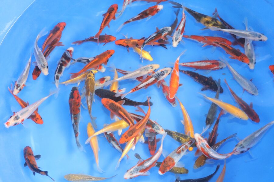 tosai mix 10-12cm
