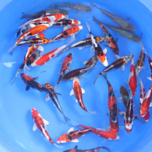 tosai mix