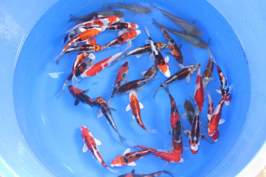 tosai mix