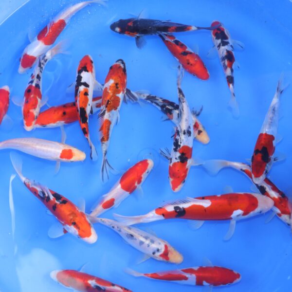 tosai mix
