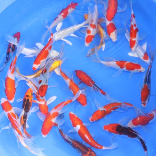 koi japonaise mix voile